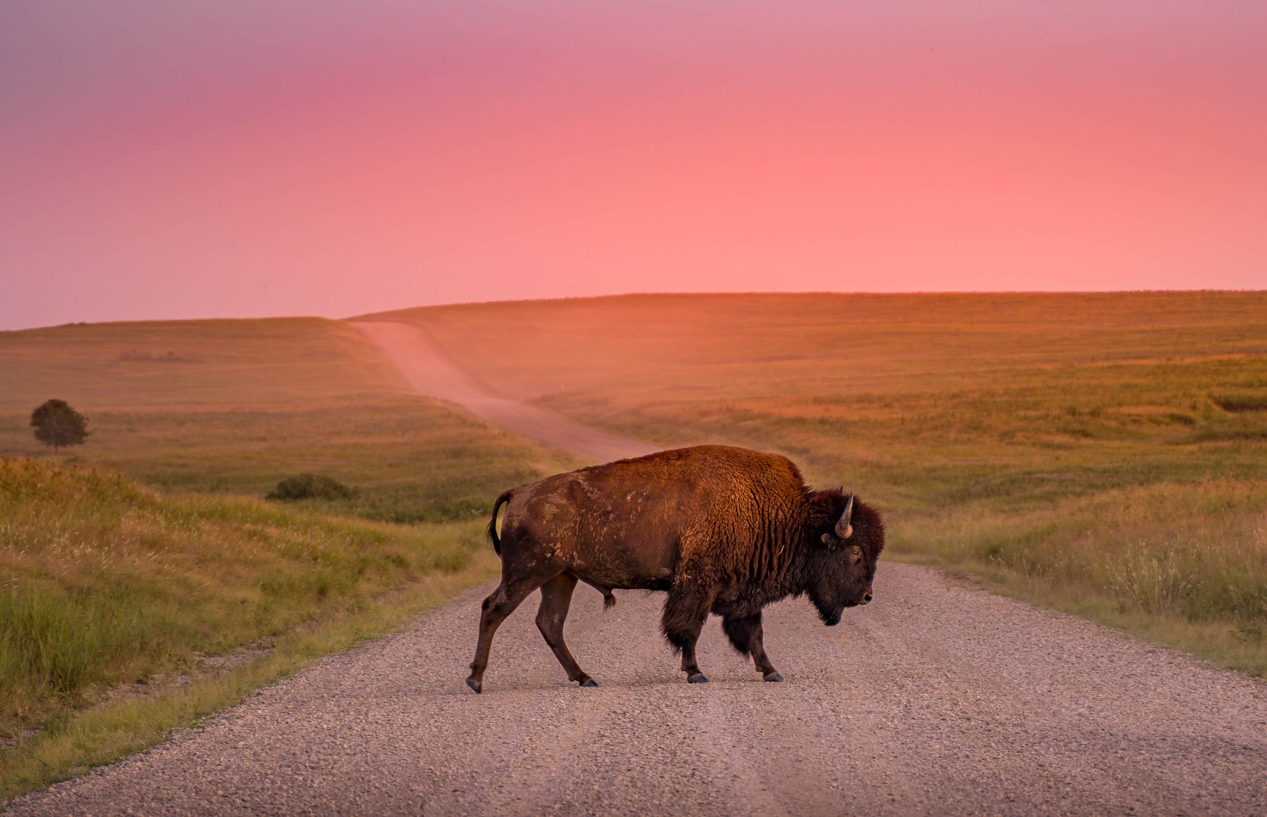 OTCC 25 Natural Wonders Winner_DeAnna Moody_Bison Prarie
